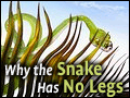 Why the Snake Has No Legs
